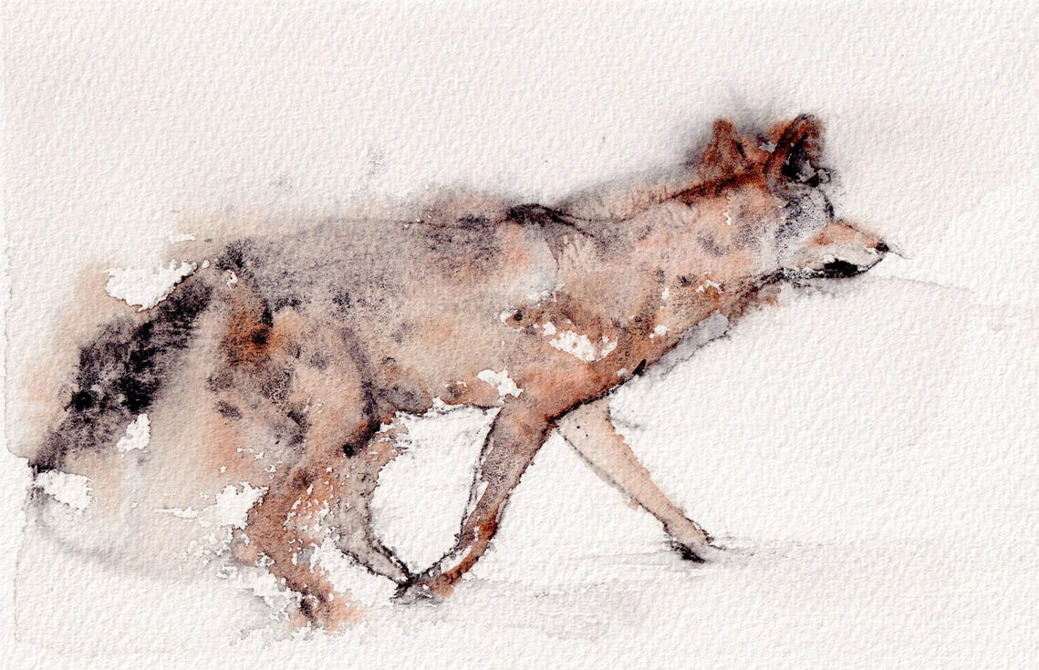 Watercolor painting of a coyote